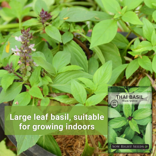 - Sweet Large Leaf Thai Basil Seed for Planting - Non-Gmo Heirloom Packet with Instructions to Plant a Kitchen Herb Garden - Indoors or Outdoor - Great for Hydroponic Growing (1) - Image 3