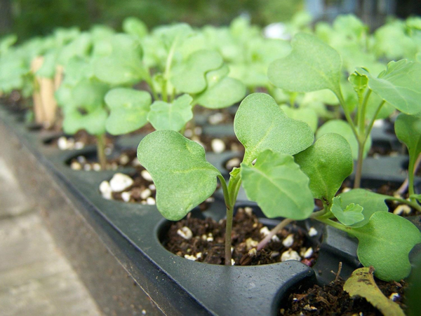 Organic Broccoli Seeds for Sprouting, 2 Ounces – Non-Gmo, Vegan, Kosher, Sirtfood, Bulk. Rich in Sulforaphane, Vitamin C. Grow Sprouts, Microgreens for Salads, and Sandwiches - Image 7