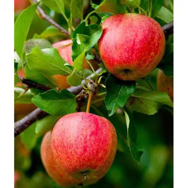 3 Ft. Honeycrisp Apple Tree with Large Delicioulsy Sweet Fruit Perfect for Eating Fresh - Image 4