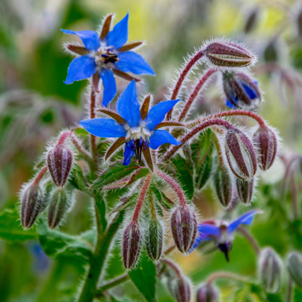 Flower Seeds - Non GMO -Variety Packs -Fresh -USA Grown Seeds - Image 16