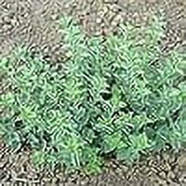 Greek Oregano Herb Seeds, 2500 Heirloom Seeds per Packet, Non GMO Seeds - Image 6