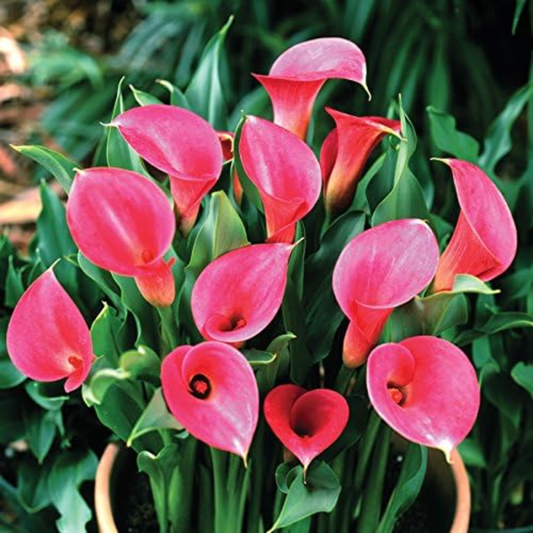Calla Lily 'Garnet Glow' Plant Bulbs (3 Pack) - Bright Pink Flowering Blooms in Summer Gardens - Image 2