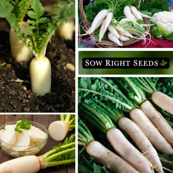 - Japanese Minowase Daikon Radish Seeds for Planting - Non-Gmo Heirloom Packet with Instructions to Plant a Home Vegetable Garden - Spring or Fall Planting Outdoors - Long White (1) - Image 4