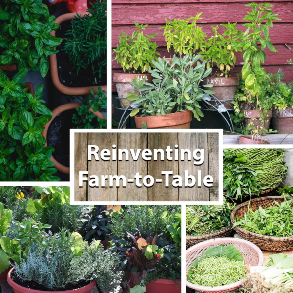 Culinary Herb Seeds Garden Collection | Premium Assortment | 18 Non-Gmo Seed Packets: Savory, Mint, Anise, Fennel, Cilantro, Sage, Rosemary, Thyme, Arugula, & More - Image 5