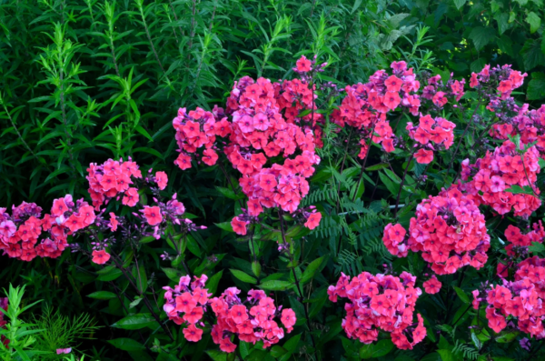 100 Brilliant Phlox Flower Seeds, Two-Tone Pink Phlox Drummondii - Image 4