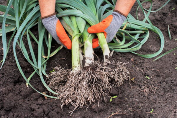 800 * Seeds AMERICAN FLAG LEEK (Large Leek) Allium Porrum Vegetable Seeds - Image 2