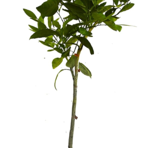 - Blood Orange Tree, 3-4 Ft, Live Trees, No Shipping to AZ, AL, CA, FL, GA, LA, TX, OR