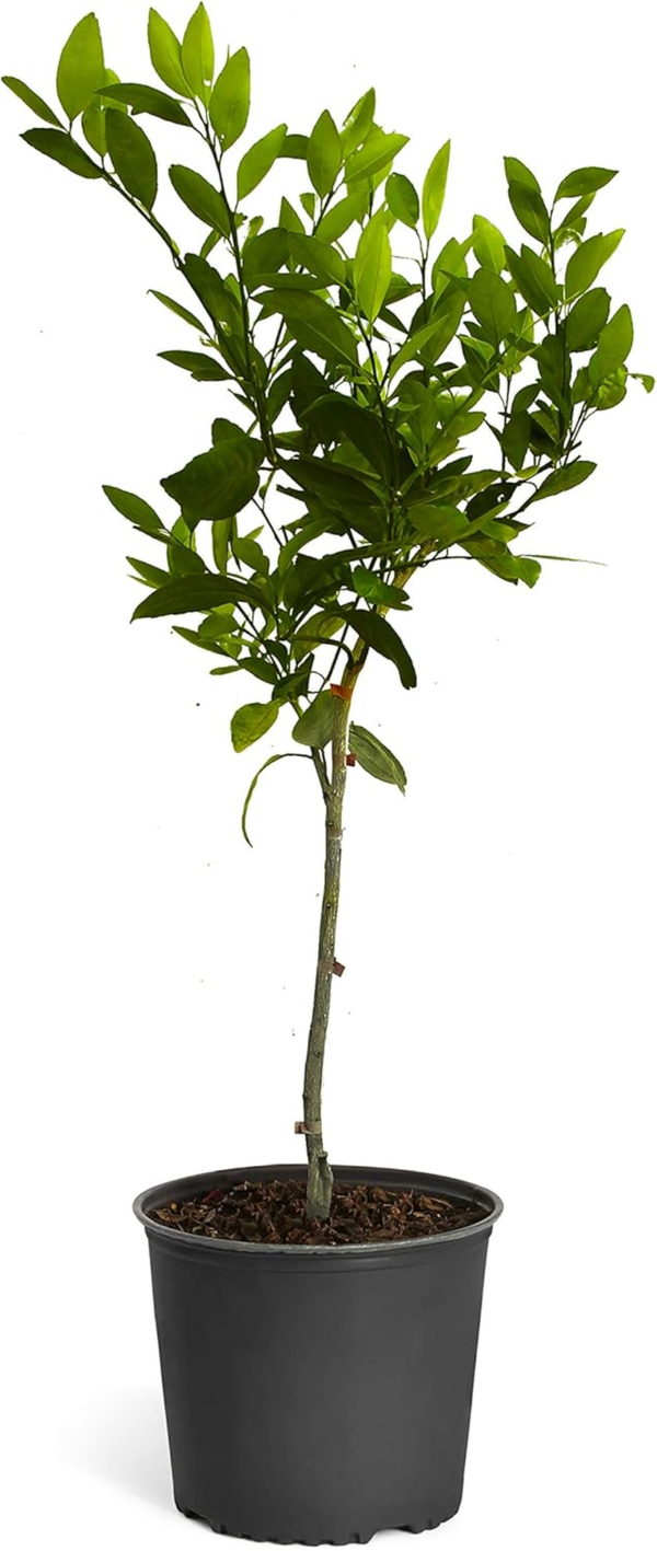 - Blood Orange Tree, 3-4 Ft, Live Trees, No Shipping to AZ, AL, CA, FL, GA, LA, TX, OR