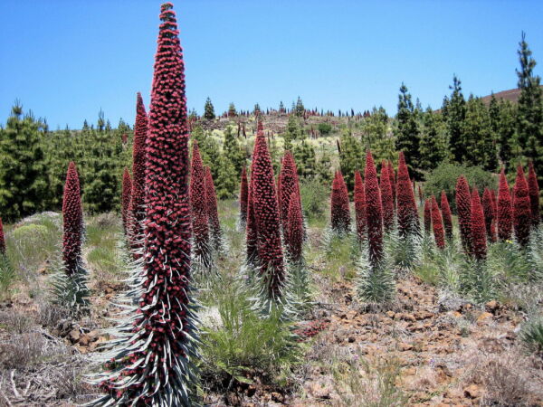 Tower of Jewels 25 Red Bugloss Flower Seeds, Maroon and Ruby Red Blooms - Image 4