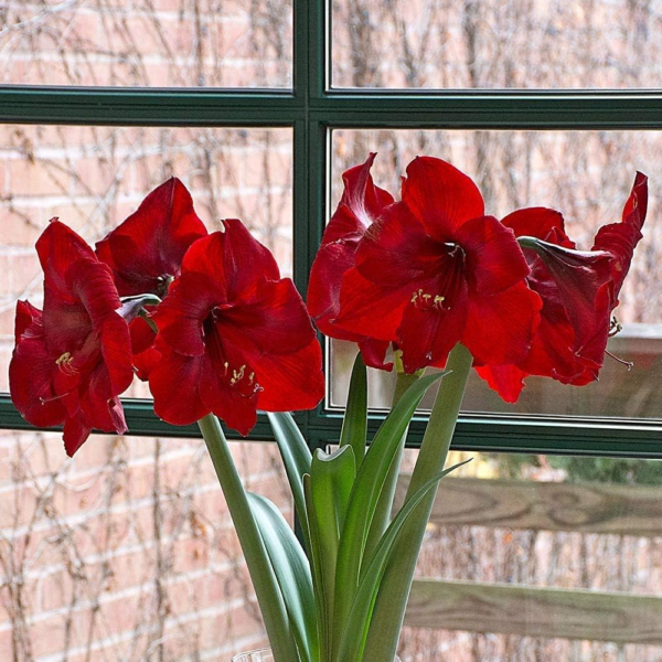 Large Dutch Red Amaryllis Bulb Potted in Brown Woven Basket (H103) - Image 7