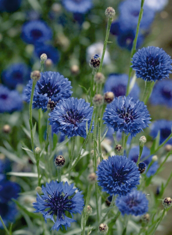 Flower Seeds - Non GMO -Variety Packs -Fresh -USA Grown Seeds - Image 8