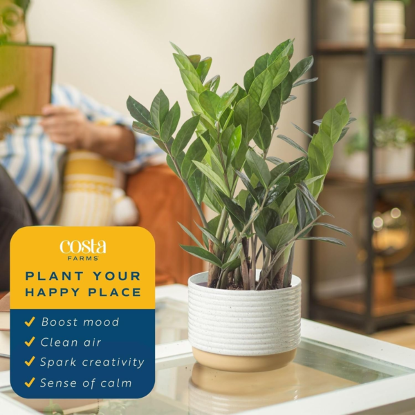 ZZ Plant, Live Indoor Houseplant in Modern Decor Planter, Natural Air Purifier in Potting Soil, Gift for Plant Lovers, Birthday Gift, Tabletop Living Room Decor, Desk Decor, 12-Inches Tall - Image 5