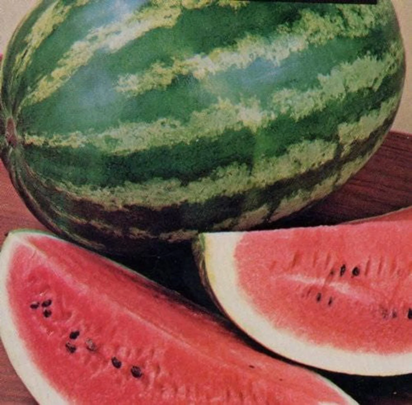 100 * SEEDS * Crimson Sweet Watermelon Citrullus Lanatus Fruit Melon Seeds - Image 4