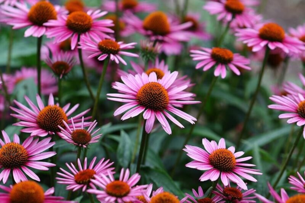 Flower Seeds - Non GMO -Variety Packs -Fresh -USA Grown Seeds - Image 6