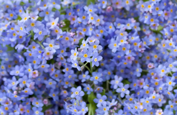 500 Blue FORGET ME NOT Myosotis Sylvatica Shade or Sun Perennial Flower Seeds - Image 4