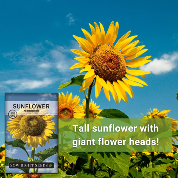 - Mammoth Sunflower Seeds to Plant - Grow Giant Sunflowers in Your Garden - Non-Gmo Heirloom Seeds for Planting an Outdoor Garden - Bright Yellow Blooms - Attract Bees and Birds (3) - Image 5