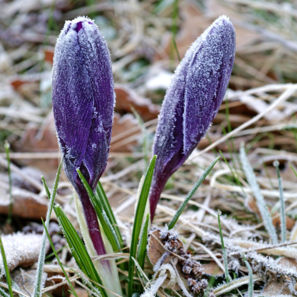 Crocus 'Flower Record' Plant Bulbs (20 Pack) - Large Violet Purple Flowering Blooms in Early Spring Gardens - Image 7