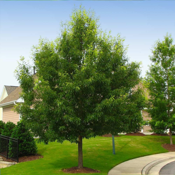 - Sawtooth Oak Tree, Beautiful Foliage with a Flowering Shape, No Shipping to AZ, CA, FL, LA, OR, WI (5-6 Ft) - Image 2