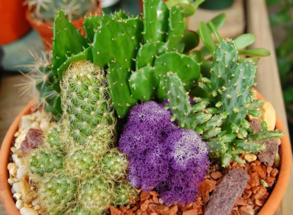 Seedville 50 Cactus Finest Mixed Succulent Flower Plant Seeds - Image 5