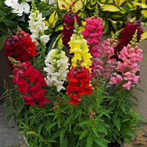 Snap Dragon Flower Plant Seeds, Easy to Grow, Perfect for Spring Garden, Sonnet Mix, Pack of 100