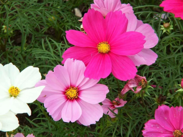 350 Cosmos Sensation Flower Seed, Attracts Bees and Butterflies - Image 4