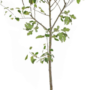 - Sawtooth Oak Tree, Beautiful Foliage with a Flowering Shape - No Shipping to AZ (4-5 Ft)