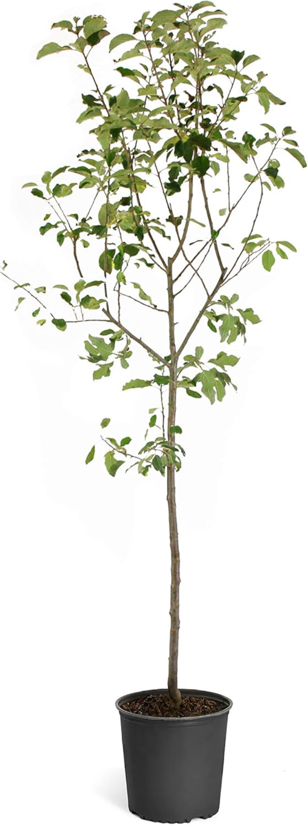 - Sawtooth Oak Tree, Beautiful Foliage with a Flowering Shape - No Shipping to AZ (4-5 Ft)