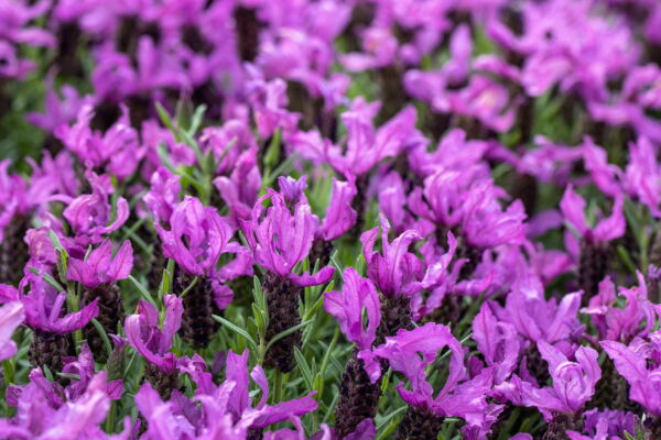 Seedville 100 French Lavender Plant Seed, Drought Tolerant - Image 3