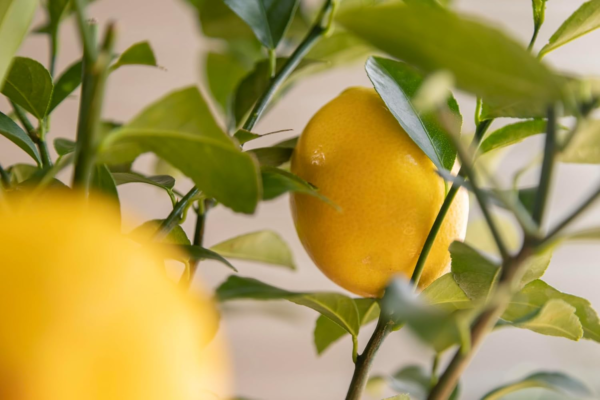 Housewarming Improved Meyer Lemon Gift Tree Get Fruit, Dwarf Fruit Tree with Juicy Sweet Lemons, Cannot Ship to CA, TX, AZ, LA, AL (Medium, Housewarming Floral) - Image 4