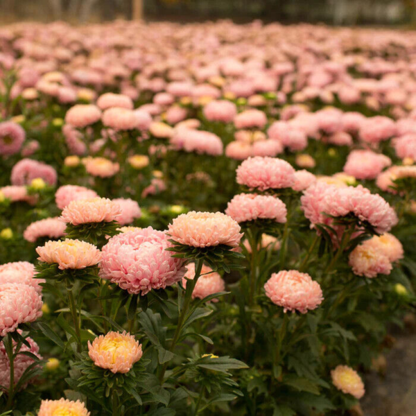 Flower Seeds - Non GMO -Variety Packs -Fresh -USA Grown Seeds - Image 90