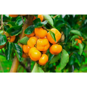 3 Ft. Fuyu Persimmon Tree with Tasting Notes of Cinnamon and Brown Sugar and No Astringency