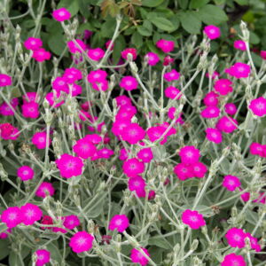 200 Organic Rose Campion Flower Seeds, Magenta Silver Catchfly