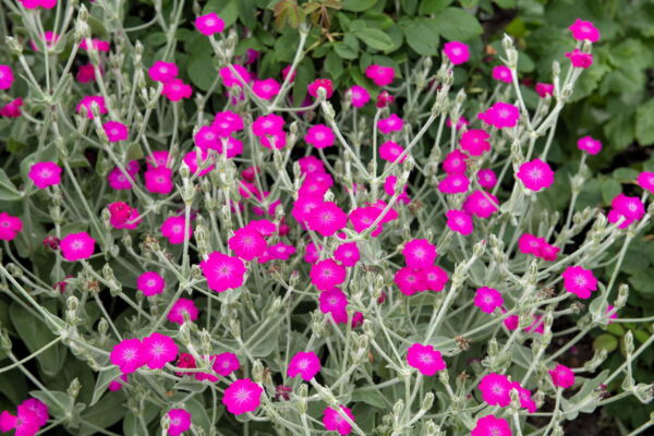 200 Organic Rose Campion Flower Seeds, Magenta Silver Catchfly