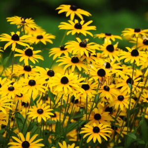 2000 BLACK EYED SUSAN Rudbeckia Hirta Yellow Heirloom Native Flower Seeds