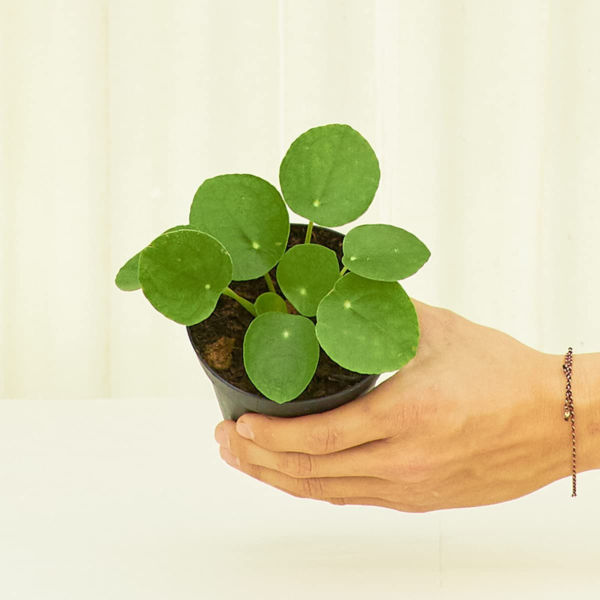 Chinese Money Plant, Pilea Peperomioides, Live, Live Indoor, Home Decor, Easy to Grow, Easy to Care, Outdoor Garden and Low Maintenance Houseplant (4") - Image 4