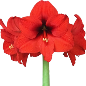 Amaryllis 'Ferrari Red' Plant Bulb (1 Pack) - Red Flowering Blooms for Holiday & Indoor or Outdoor Gardens