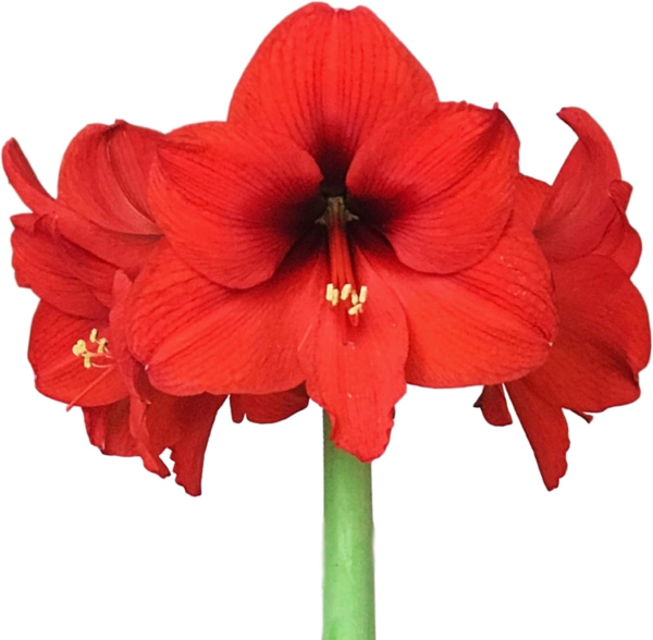 Amaryllis 'Ferrari Red' Plant Bulb (1 Pack) - Red Flowering Blooms for Holiday & Indoor or Outdoor Gardens