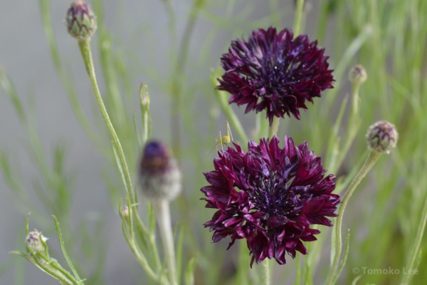 Flower Seeds - Non GMO -Variety Packs -Fresh -USA Grown Seeds - Image 93