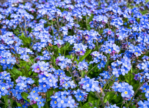 500 Blue FORGET ME NOT Myosotis Sylvatica Shade or Sun Perennial Flower Seeds - Image 8