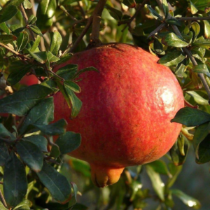 Kazake Hardy Pomegranate Tree Live Plant - 1 Gallon
