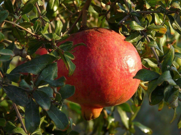 Kazake Hardy Pomegranate Tree Live Plant - 1 Gallon