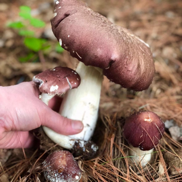 Organic Wine Cap Mushroom Sawdust Spawn - Image 3