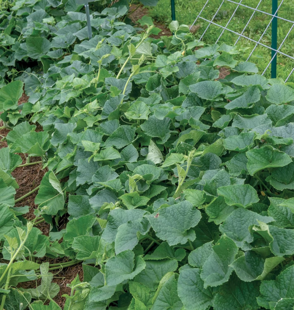 'Picklebush' Pickling Cucumber Seeds, 50 Non-Gmo Seeds, Container Friendly,  Exclusive - Image 5