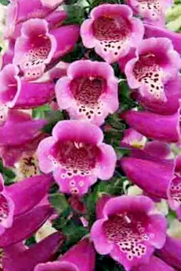 3000+ FOXGLOVE MIX SEEDS SPRING PERENNIAL FLOWERS EXCELSIOR HUMMINGBIRDS USA - Image 2