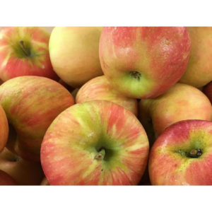 Dwarf Honeycrisp Apple Tree Bare Root