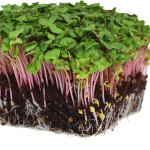 Radish Sprouting Seed - Red Arrow Variety - 5 Lb Bulk Seed - Heirloom Radish Sprouts - Non-Gmo Sprouting and Micro Radishes