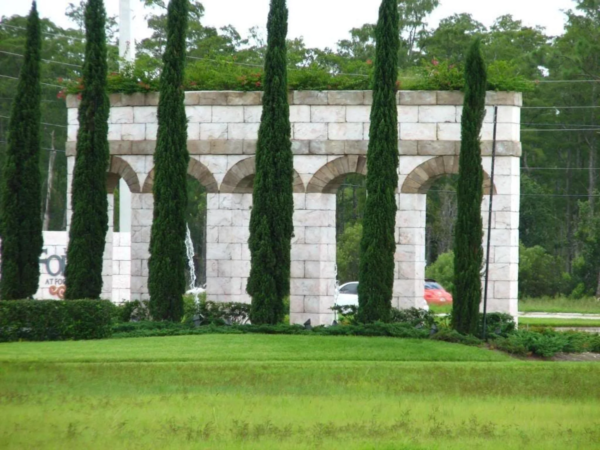 20 MEDITERRANEAN CYPRESS TREE Green Spire / Pencil Pine / Indian Cedar Cupressus Sempervirens Stricta Seeds - Image 4
