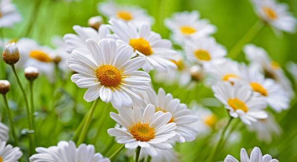 Flower Seeds - Non GMO -Variety Packs -Fresh -USA Grown Seeds - Image 10