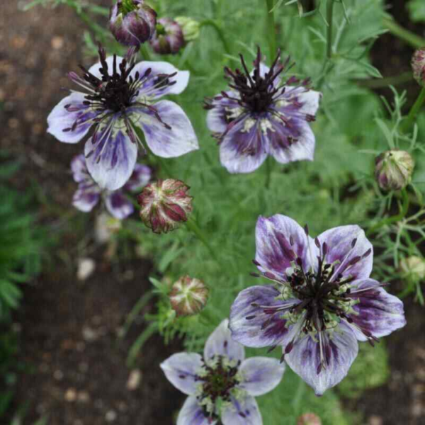 Flower Seeds - Non GMO -Variety Packs -Fresh -USA Grown Seeds - Image 96