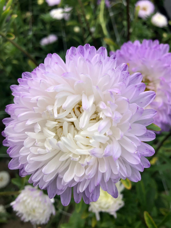 Flower Seeds - Non GMO -Variety Packs -Fresh -USA Grown Seeds - Image 35
